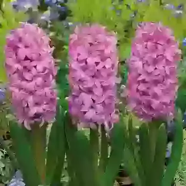 Fondant